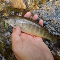 渓流ミノーイング